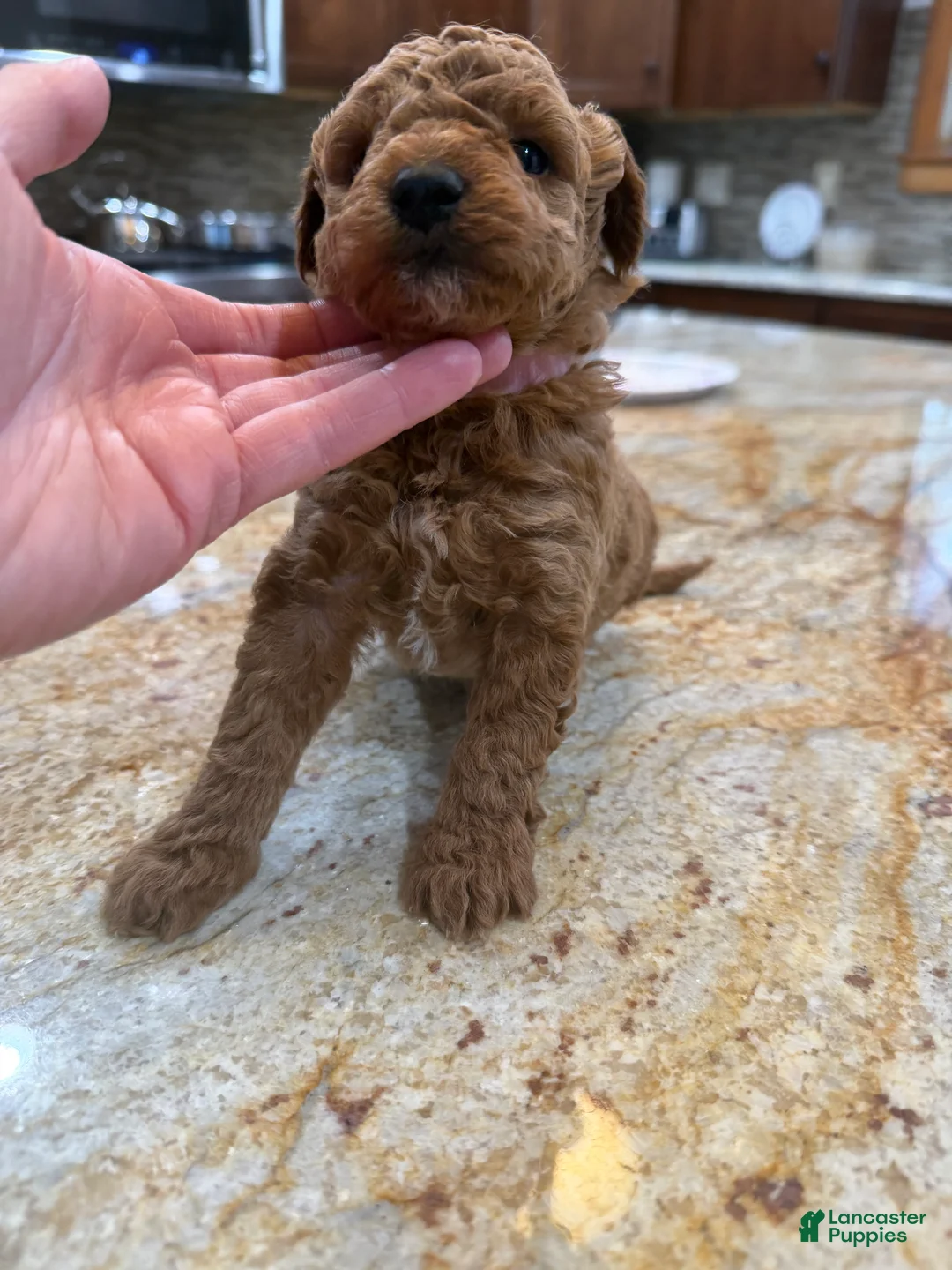 Toy Poodle dogs for sale: Toy Poodle Puppy 1 - Ad 3