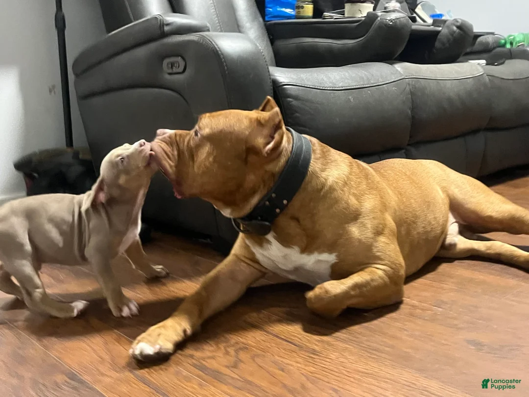 Gallery Image {{count}}