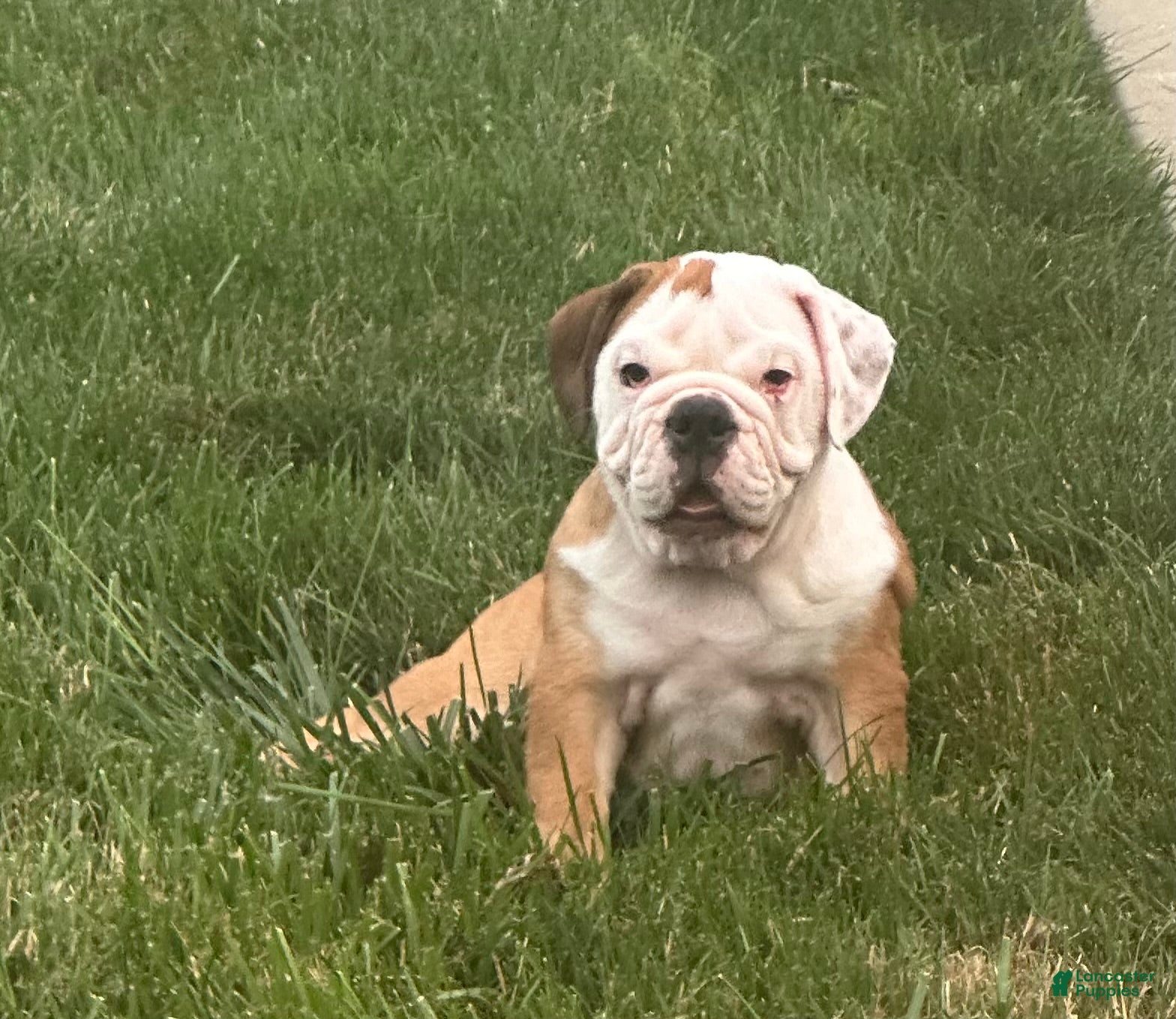 English Bulldog dogs Tara - Ad 1