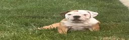 English Bulldog dogs for sale: Tara - Ad 1