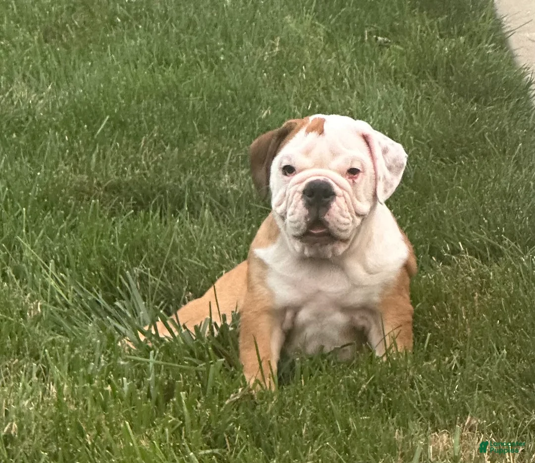 English Bulldog dogs for sale: Tara - Ad 1