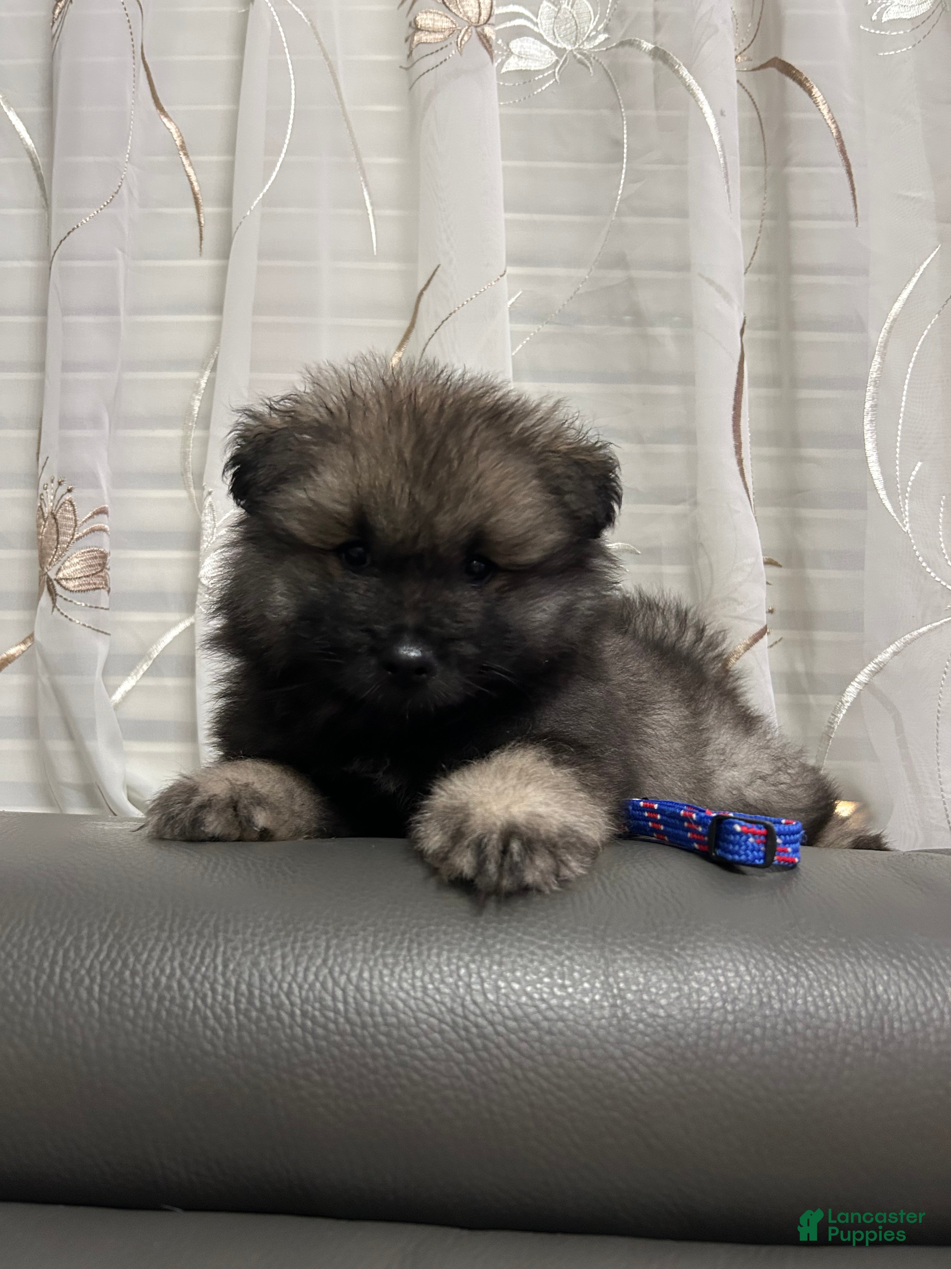 Keeshond dogs Bear - Ad 2