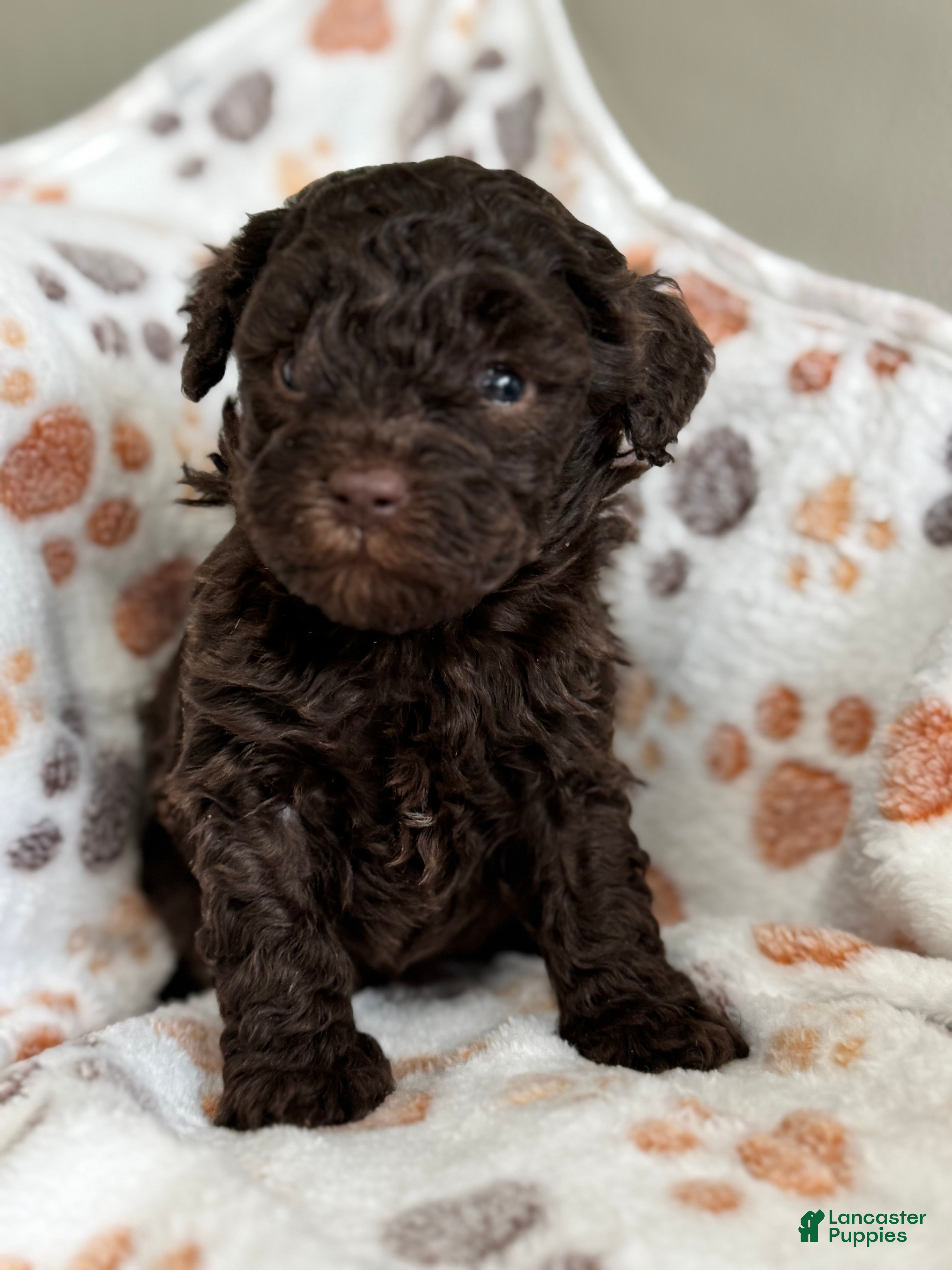 Toy Poodle dogs Toy Poodle Puppy 2 - Ad 2
