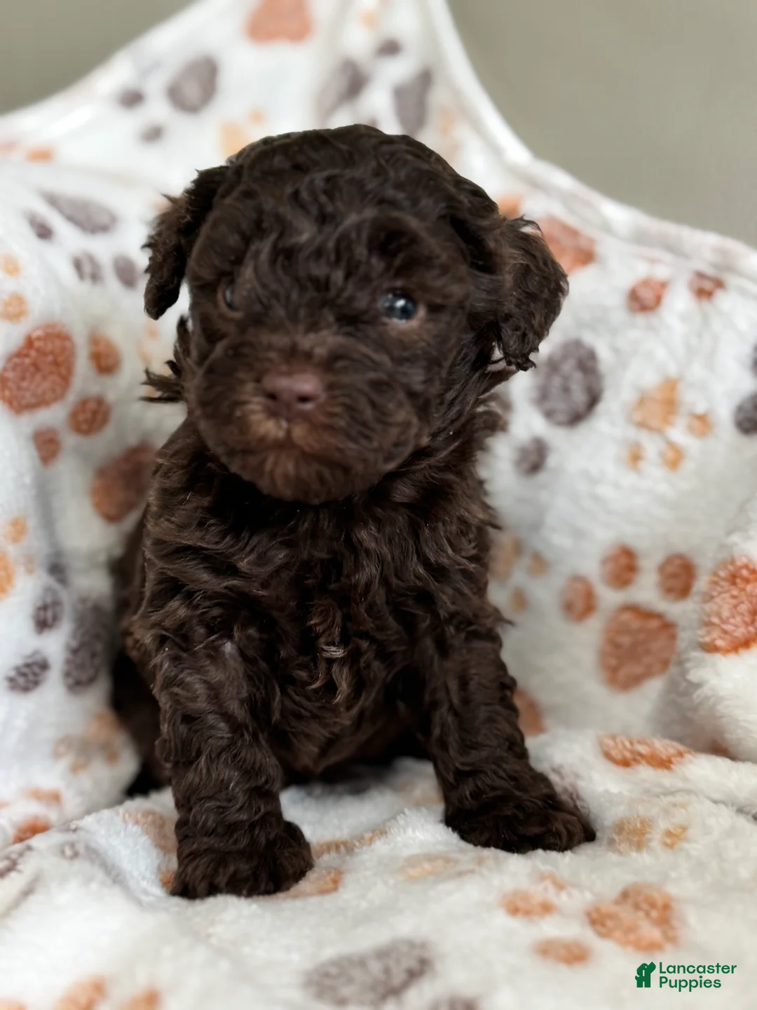 Toy Poodle dogs for sale: Toy Poodle Puppy 2 - Ad 2