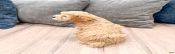 Cockapoo dogs for sale: Rainey - Ad 4