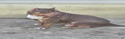 American Bully dogs for stud: The hulk - Ad 2