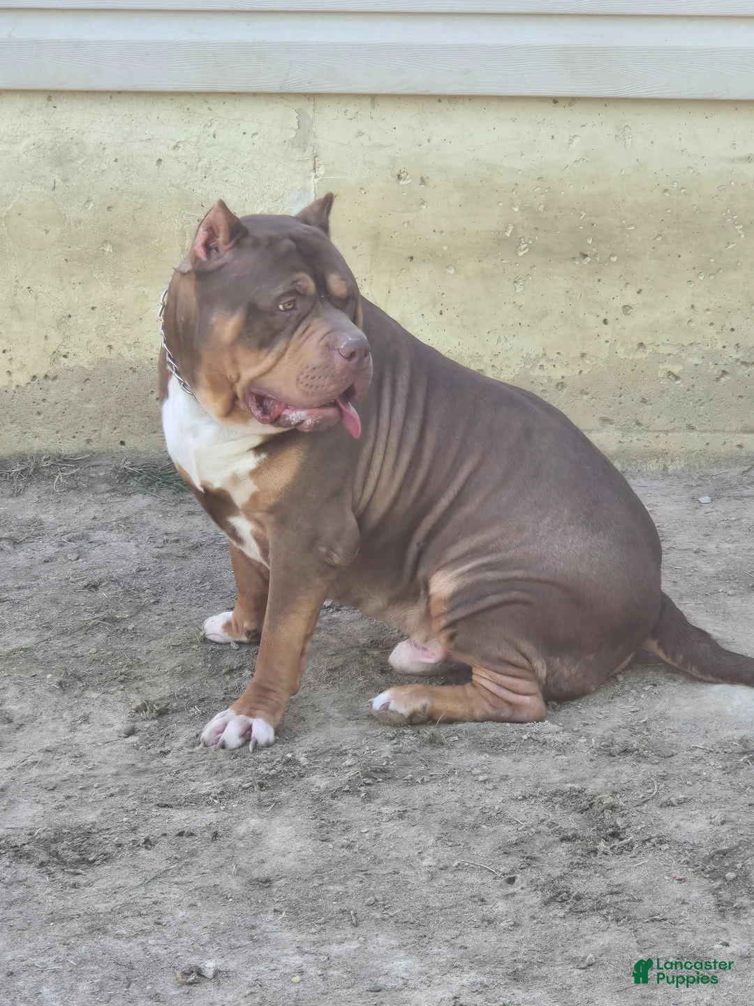 American Bully dogs for stud: The hulk - Ad 2