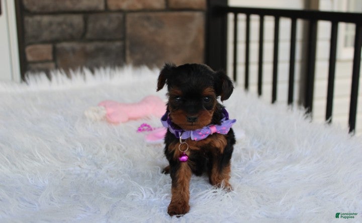 Yorkiepoo dogs Elsa  - Ad 2