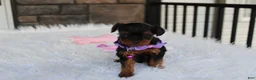 Yorkiepoo dogs for sale: Elsa  - Ad 9