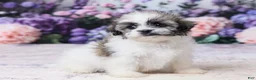 Teddy Bear dogs for sale: Pansy - Ad 3