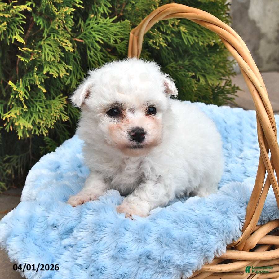 Bichon Frise dogs Snowball - Ad 1