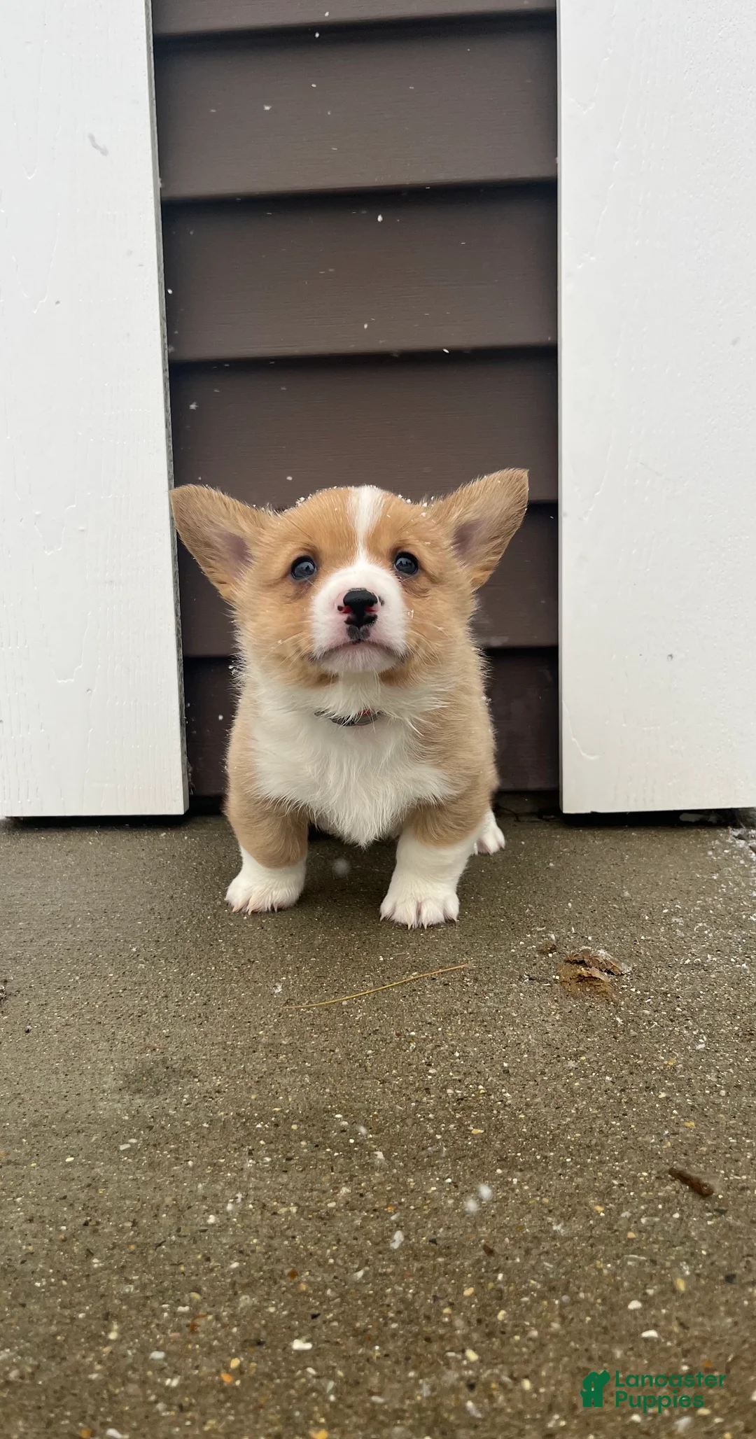 Welsh Corgi Pembroke dogs for sale: Welsh Corgi Pembroke Puppy 1 - Ad 6