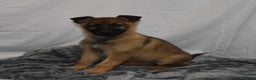 German Shepherd dogs for sale: Winter - Ad 3