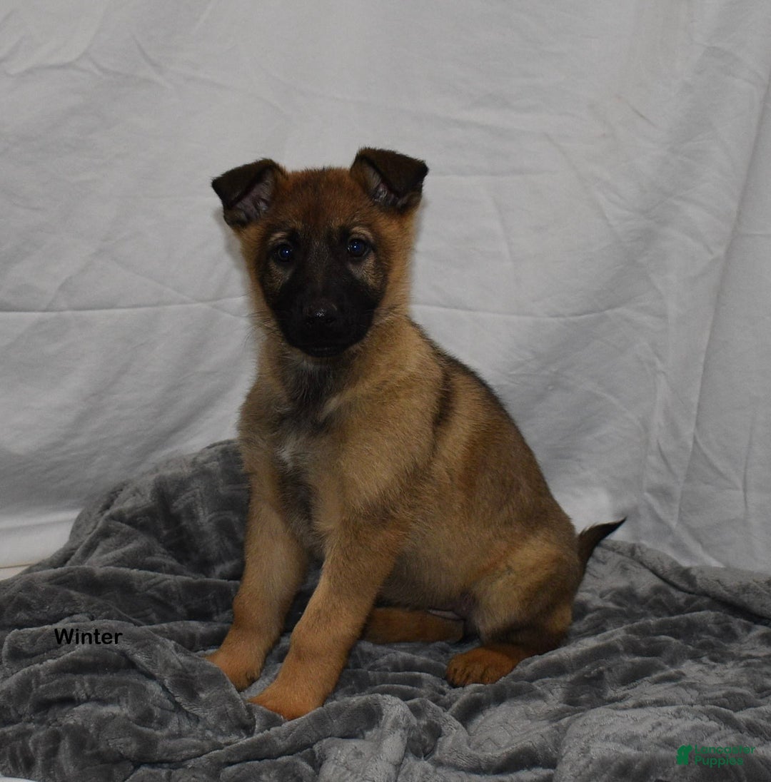 German Shepherd dogs for sale: Winter - Ad 3