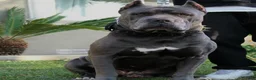 Cane Corso dogs for sale: Sentinel & Soul Louis XIII: North American Mastiff-Black Merle  - Ad 5