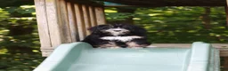 Mini Bernedoodle dogs for sale: Phoebe - Ad 5