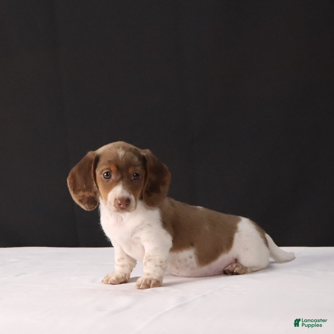 Dachshund dogs for sale: Kenzie - Ad 7