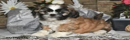 Shih Tzu dogs for sale: Sage - Ad 3