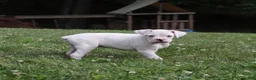 Boxer dogs for sale: Patrick - Ad 12