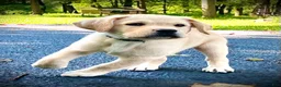 Labrador Retriever dogs for sale: Windsor - Ad 5