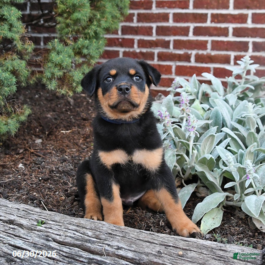 Rottweiler dogs Buster - Ad 2