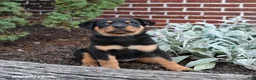 Rottweiler dogs for sale: Buster - Ad 2