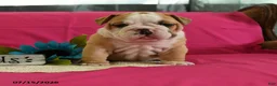 English Bulldog dogs for sale: Yvett - Ad 6