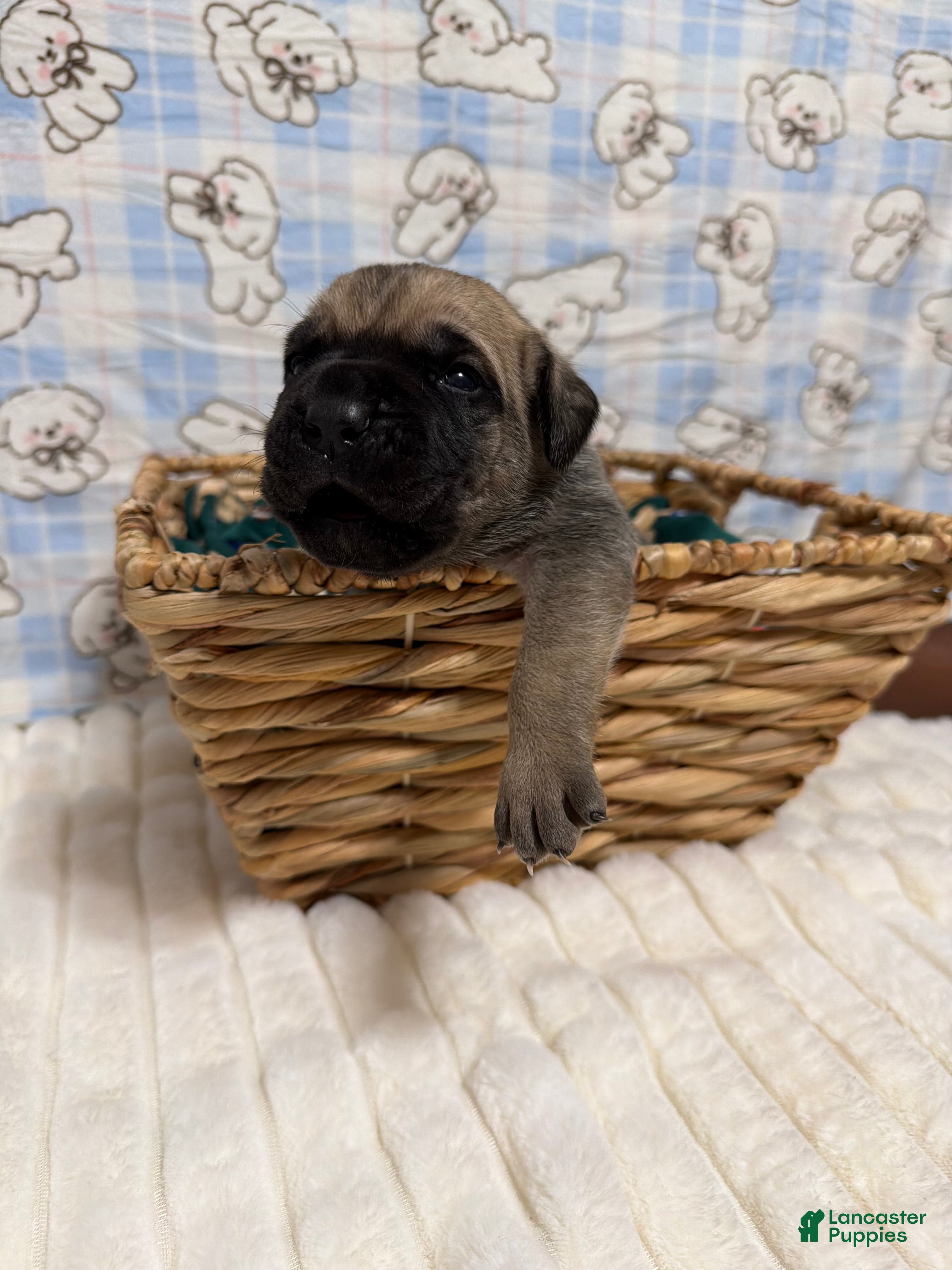 Cane Corso dogs jay-pink collar  - Ad 42