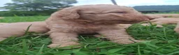 Labradoodle dogs for sale: 2 females - Ad 12