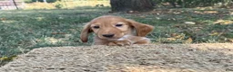 Miniature Dachshund dogs for sale: Dark cream  - Ad 7