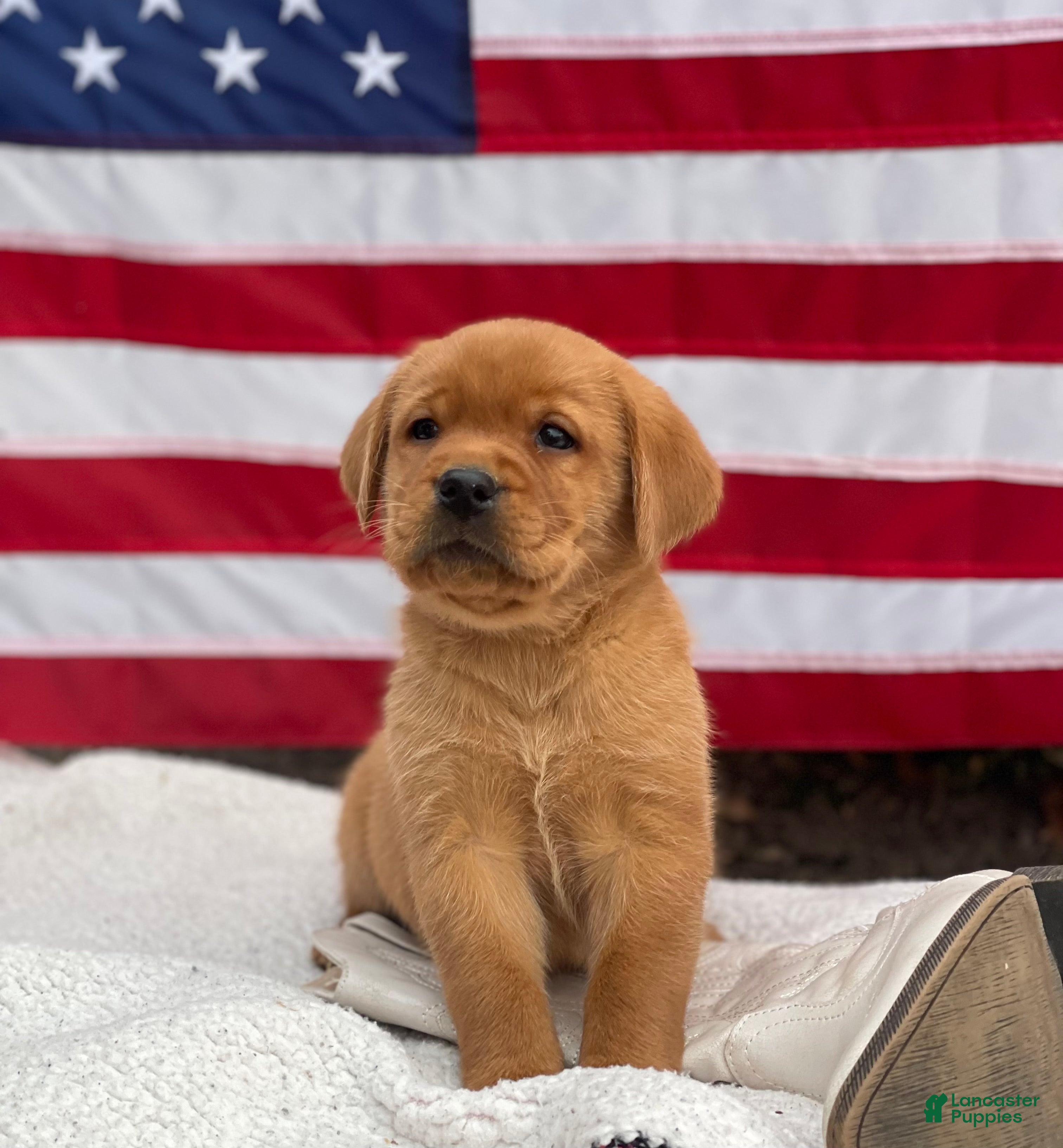 Labrador Retriever dogs Riley - Ad 29