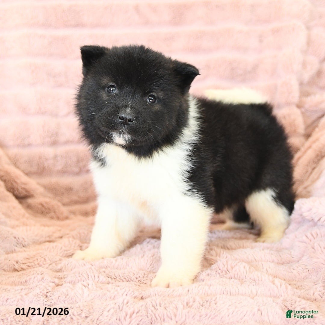 Akita dogs for sale: Flame - Ad 1