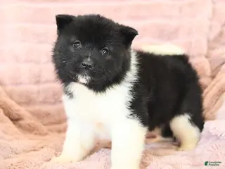 Akita dogs Flame - Ad 1