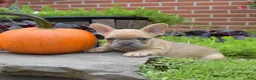 French Bulldog dogs for sale: Pumpkin - Ad 5