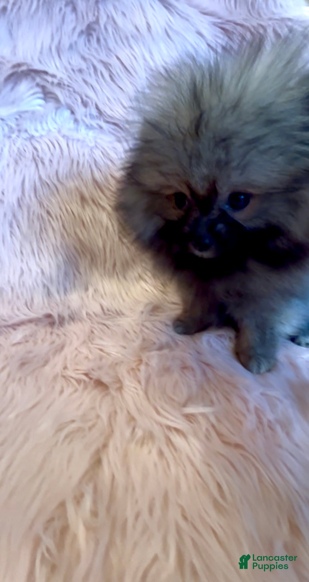 Pomeranian dogs for sale: Penny AKC Registered FULL RIGHTS - Ad 14