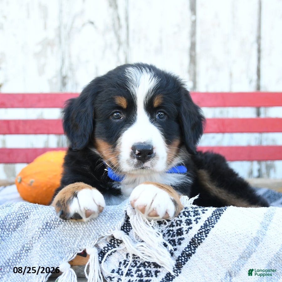 Bernese Mountain Dog dogs Blossom - Ad 2