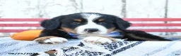 Bernese Mountain Dog dogs for sale: Blossom - Ad 2