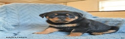 Rottweiler dogs for sale: River  - Ad 2