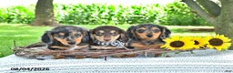 Miniature Dachshund dogs for sale: Sarge - Ad 5