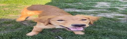 Golden Retriever dogs for sale: Prince - Ad 16
