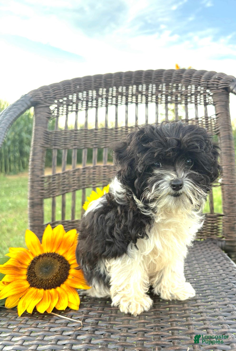 Cavapoo dogs Star TEACUP size - Ad 1