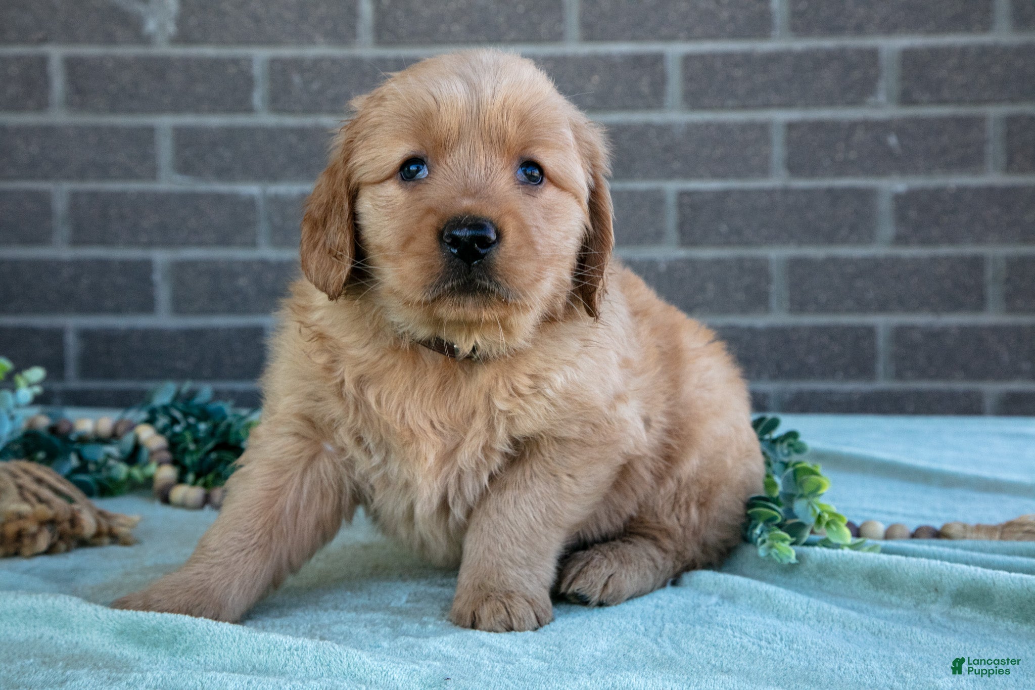 Golden Retriever dogs Trigger - Ad 1