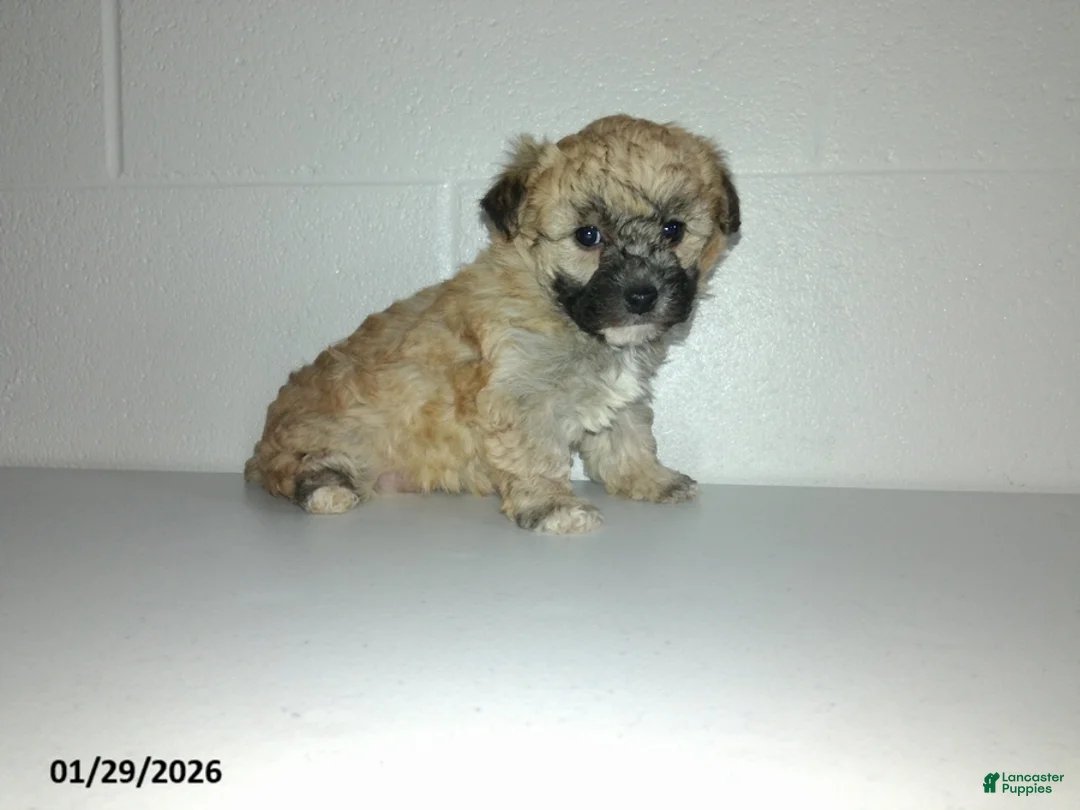 Yorkiepoo dogs for sale: Cara  - Ad 22