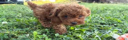 Toy Poodle dogs for sale: Kimber - Ad 3