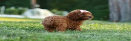 Miniature Poodle dogs for sale:  Dixie 🎀🐶 - Ad 12