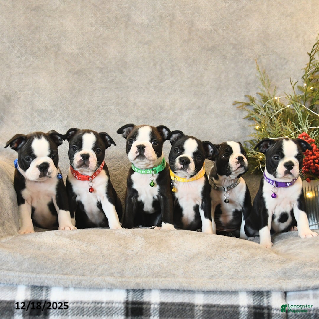 Boston Terrier dogs for sale: Sugar - Ad 5