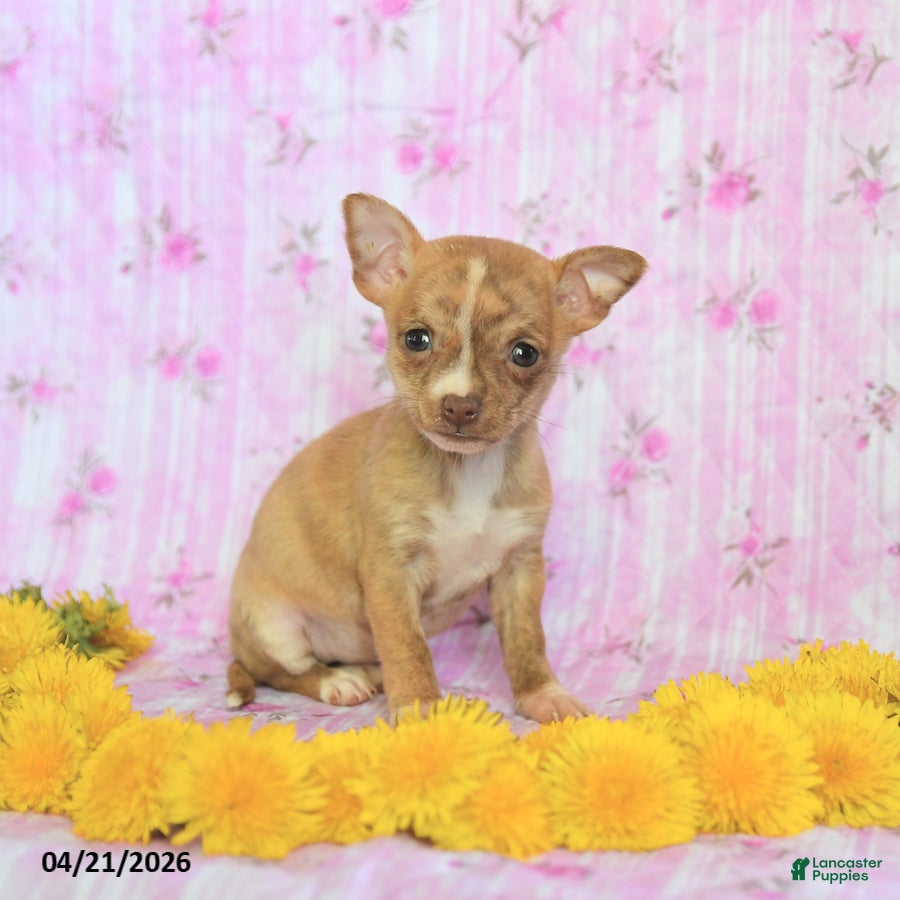 Chihuahua dogs Tiny - Ad 2