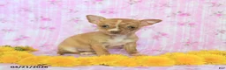 Chihuahua dogs for sale: Tiny - Ad 2