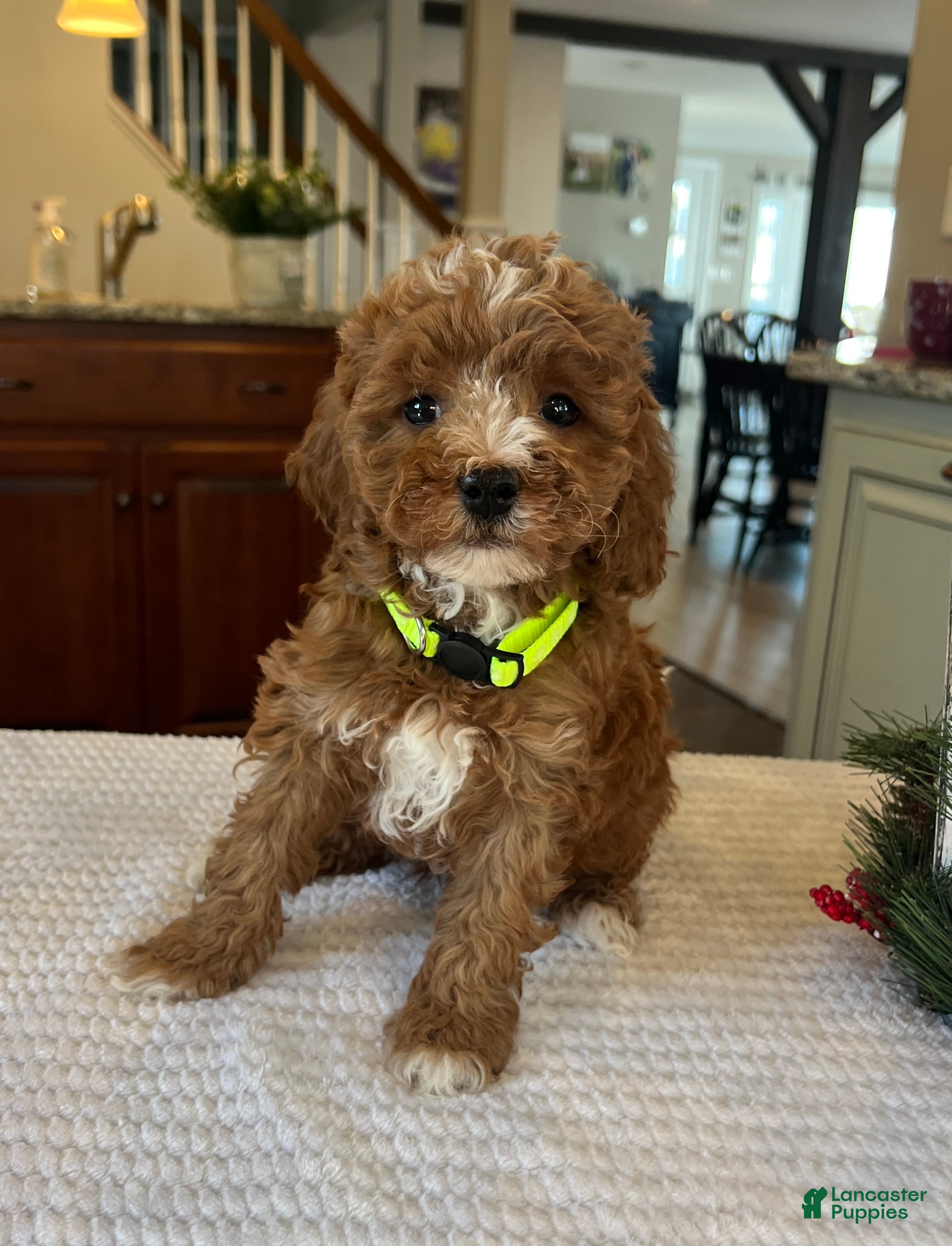 Mini Goldendoodle dogs Bella - Ad 24