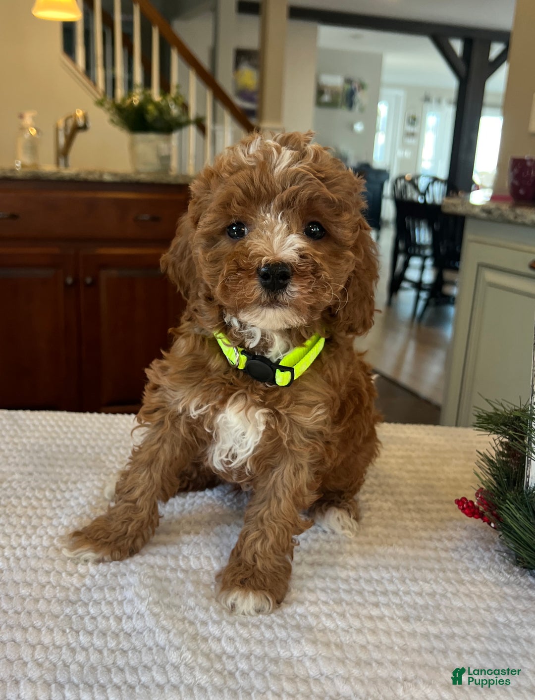 Mini Goldendoodle dogs for sale: Bella - Ad 1